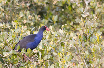 Obraz premium Purple swamphen Porhphyrio melanotus on top of mangroves