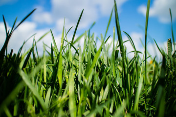 Obraz premium spring field