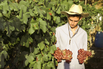 farmer picking grapes in the vineyard, vintage