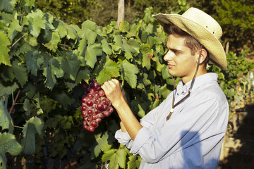 farmer picking grapes in the vineyard, vintage