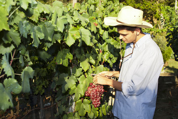 farmer picking grapes in the vineyard, vintage