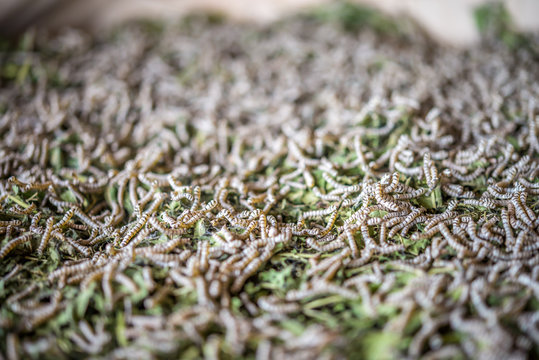 Close up of silk worm cocoon.