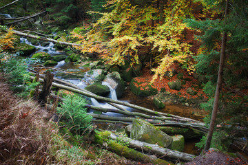 Forest Stream With Fallen Trees