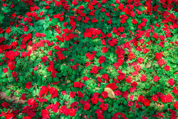 Beautiful red flowers in garden sunny day.