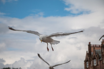 Möwe in der Bucht von Oban, Highlands, Schottland