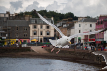 Möwe in der Bucht von Oban, Highlands, Schottland