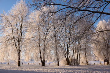 Winterszene, Bäume im Park