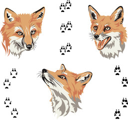 Obraz premium Fox, portrait, color, fox's snout, vector, silhouette, set