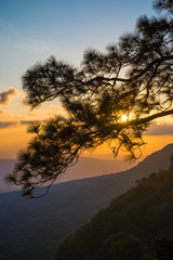 Pine forest in sunset evening on the top of mountain. Nature traveling or save the earth concept.