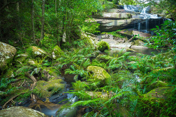 Fototapeta premium Beautiful stream by cascade falls or waterfall in the deep forest. Green nature traveling concept.