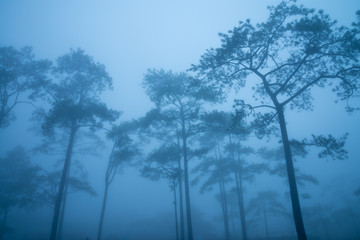 Pine forest in mist  on the top of mountain. Nature traveling or save the earth concept.