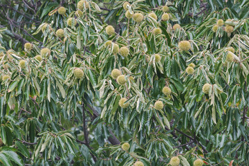 American chestnut fruit (Castanea dentata) © nickkurzenko