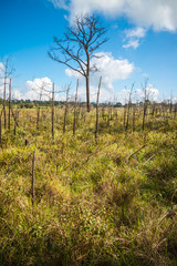 Alone dead tree from wildfire with blue sky sunshine day background. Eave the earth environmental...
