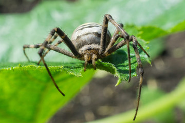 spider on a green leaf