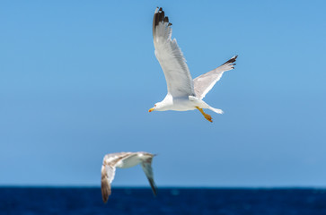 Fototapeta na wymiar Seagull is flying and soaring over blue sea.