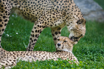 Tenderness two cheetah