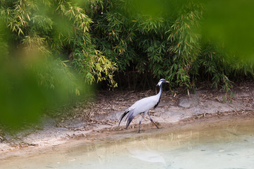 Demoiselle crane by the river