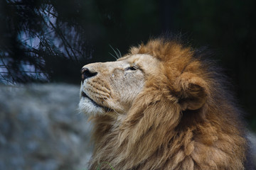 Portrait of lion