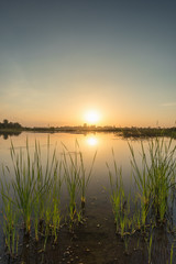 Fototapeta na wymiar Scenic of swamps in national park at sunset