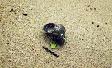 Shell in the sand on a summer day - candid