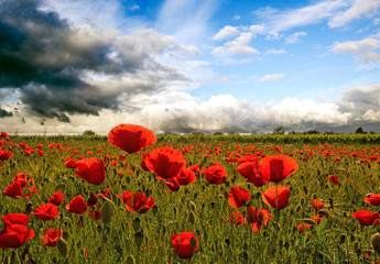 Summer happiness, summer beauty: meadow with red poppies and wild cloudy sky:) 