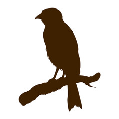 Bird. Vector drawing