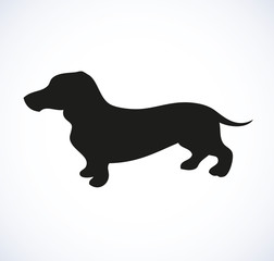 Vector outline drawing. Purebred dogs and mongrels