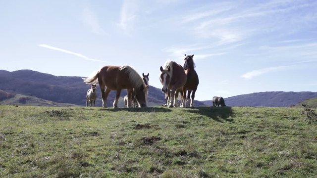 Horses in lake Rascino in the province of Rieti in Italy