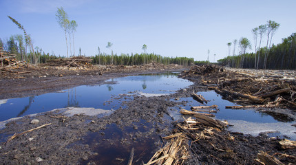 Cleared forest showing the environmental devastation of large scale logging in Canada