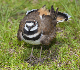 Nest protection