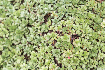 Green plant leaves pattern