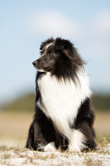 Shetland Sheepdog outdoors in nature