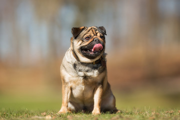 Mops dog outdoors in nature