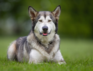 Purebred Alaskan Malamute dog outdoors in nature