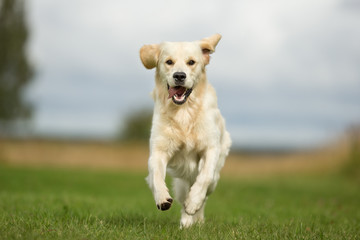 Happy Running White Golden Retriever Dog - obrazy, fototapety, plakaty