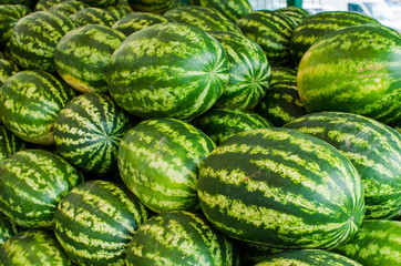 watermelons at farm 