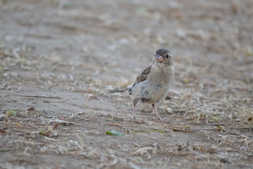 Petit moineau