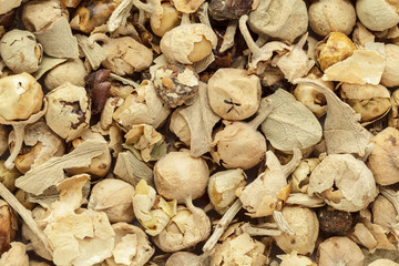 Organic dry Solanaceae or cheese (Withania Coagulans) flowers. Macro close up background texture. Top view.