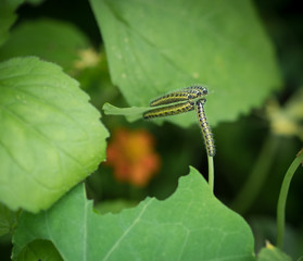 Larva of Pieris brassicae (Large white or Cabbage Butterfly) on green leaf.