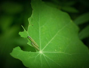 Larva of Pieris brassicae (Large white or Cabbage Butterfly) on green leaf.