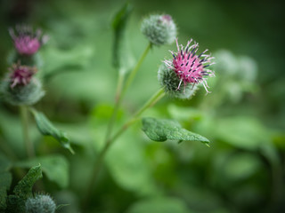 Flowers of Great Burdock (Arctium lappa). Selective focus with shallow depth of field.