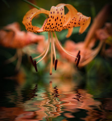 Tiger lily (Lilium lancifolium). Reflected in water.