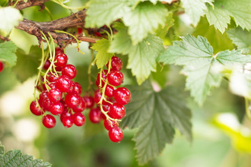 Red currant
