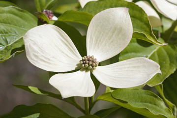 Rutcan constellation dogwood (Cornus x hybrid Rutcan). One of hybrids between Cornus florida and Cornus kousa