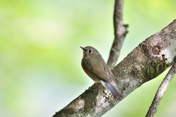 ルリビタキ(Red-flanked bluetail)