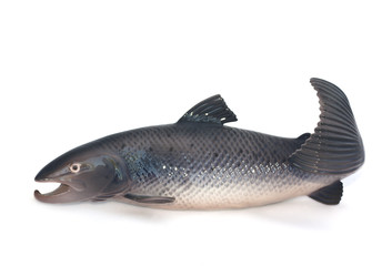Salmon figurine on white background