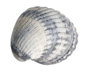 sea shell macro