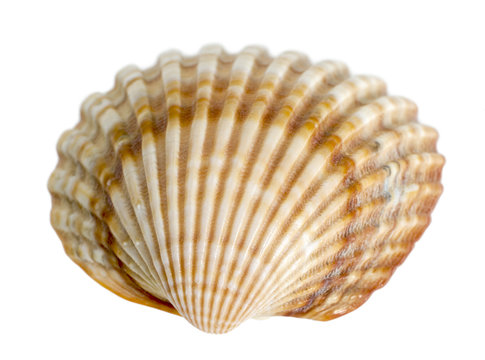 sea shell macro