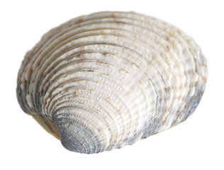 sea shell macro