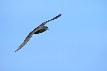 ハシボソミズナギドリ(Short-tailed Shearwater)